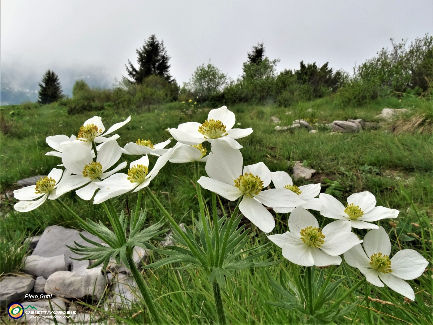 66 Anemonastrum narcissiflorum (Anemone narcissino).JPG